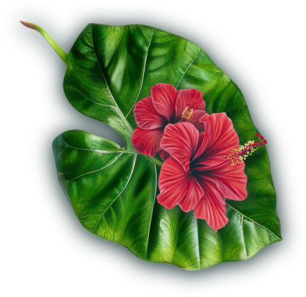 Hibiskus