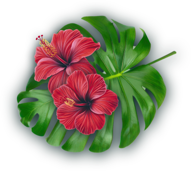 Hibiskus